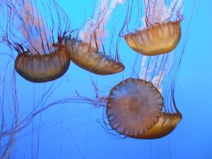 GTR_Jellyfish